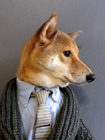 Dapper Dog